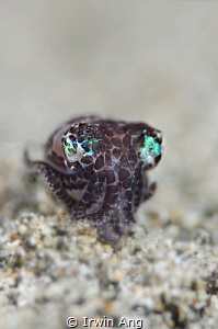 B O B B Y 
Bobtail squid (Sepiolida)
Anilao, Philippine... by Irwin Ang 